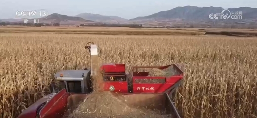 丰收季里看“丰”景 各地多种作物陆续成熟，农作物收割服务助力秋收